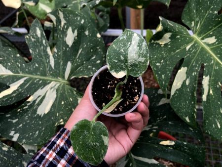 Monstera deliciosa  Thai Constellation  variegated SM-MD 2-3 Leaf *Preorder* (5497P:G) For Sale