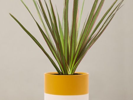 Dracaena Marginata Tricolor Cane For Sale