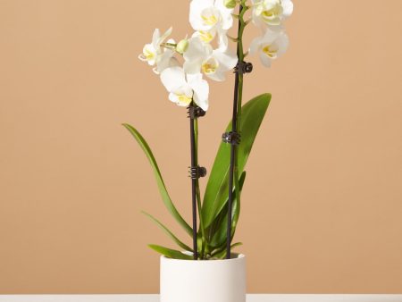 Petite White Orchid with Yellow For Sale