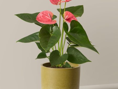 Pink Anthurium Fashion