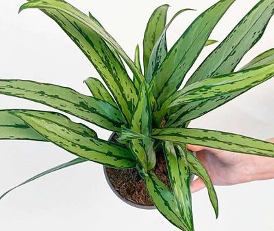 Aglaonema ‘Cutlass’ For Discount