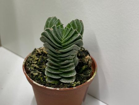 Crassula  Buddha s Temple  Supply