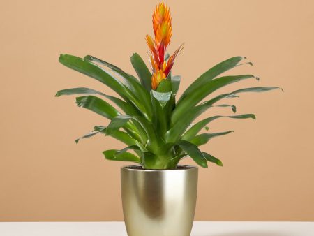 Bromeliad Vriesea Intenso Orange Fashion