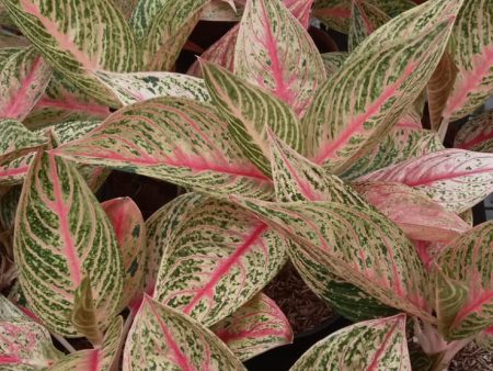 Aglaonema  Gold Legacy  *Preorder* (6620P:G) Hot on Sale