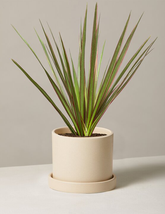 Dracaena Marginata Tricolor Cane For Sale