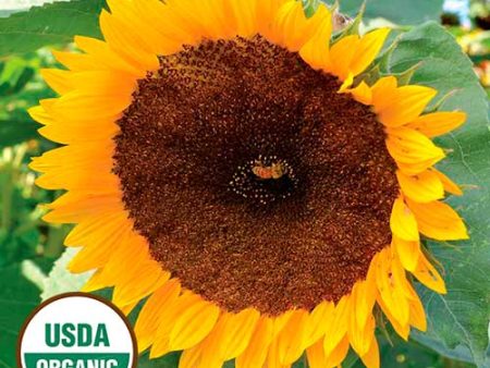 Sunflower, Taiyo Organic Seeds Online Sale