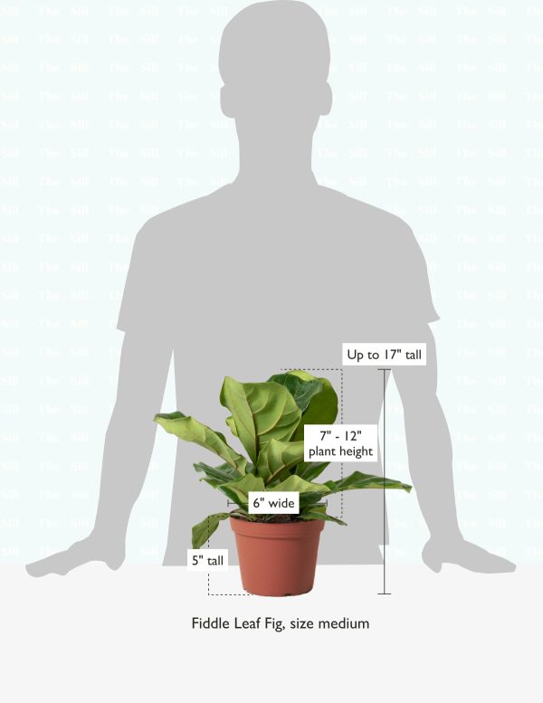 Fiddle Leaf Fig Online Sale