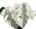 Monstera  White Lava  variegated *Preorder* (6814P:3) Sale