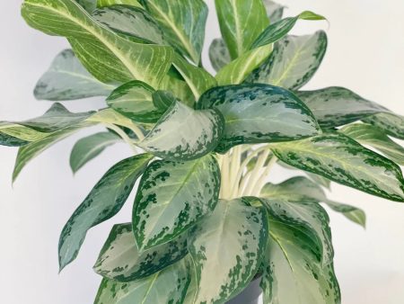 Aglaonema  Golden Bay  For Sale