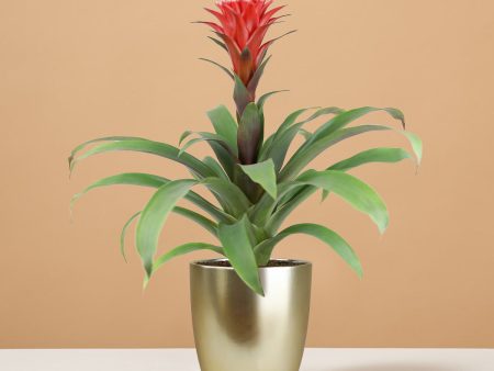 Bromeliad Red Guzmania Hope Supply