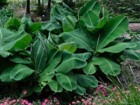 Truly Tiny Banana Tree Hot on Sale