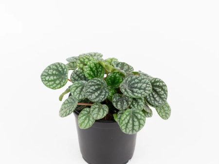 Peperomia  Burbella  Online Sale