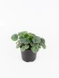 Peperomia  Burbella  Online Sale