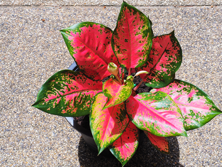 Aglaonema  Very Red  For Discount