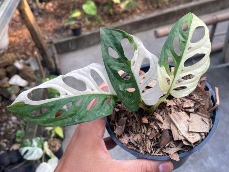 Monstera adansonii  Tricolor  variegated Small 1-2 Leaf *Preorder* (5551P:3) Supply