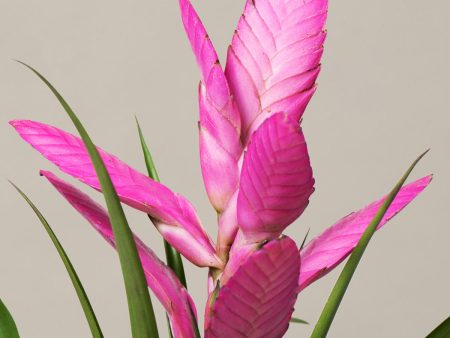 Bromeliad Antonio Pink Hot on Sale