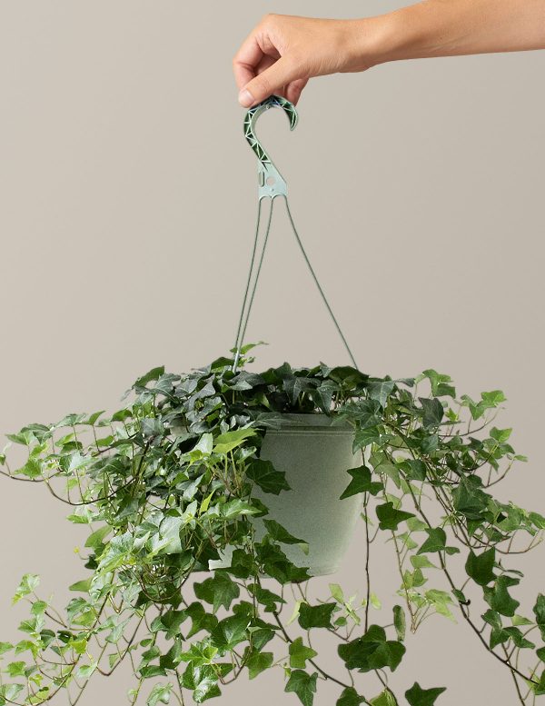 English Ivy Hanging Basket Online