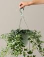 English Ivy Hanging Basket Online