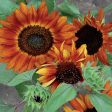 Sunflower, Velvet Queen Seeds Online Hot Sale