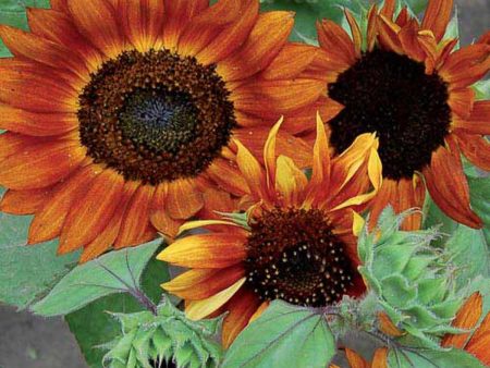 Sunflower, Velvet Queen Seeds Online Hot Sale