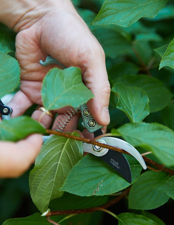 Plant Pruners Hot on Sale