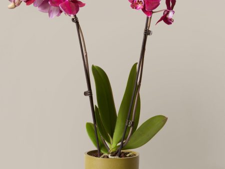 Dark Purple Orchid For Discount