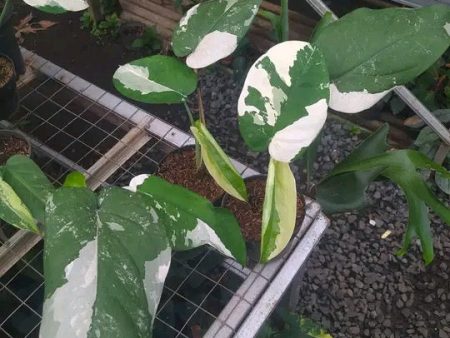 Syngonium chiapense variegated *Preorder* (5963P:3) Cheap