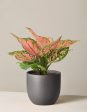 Aglaonema Wishes For Cheap