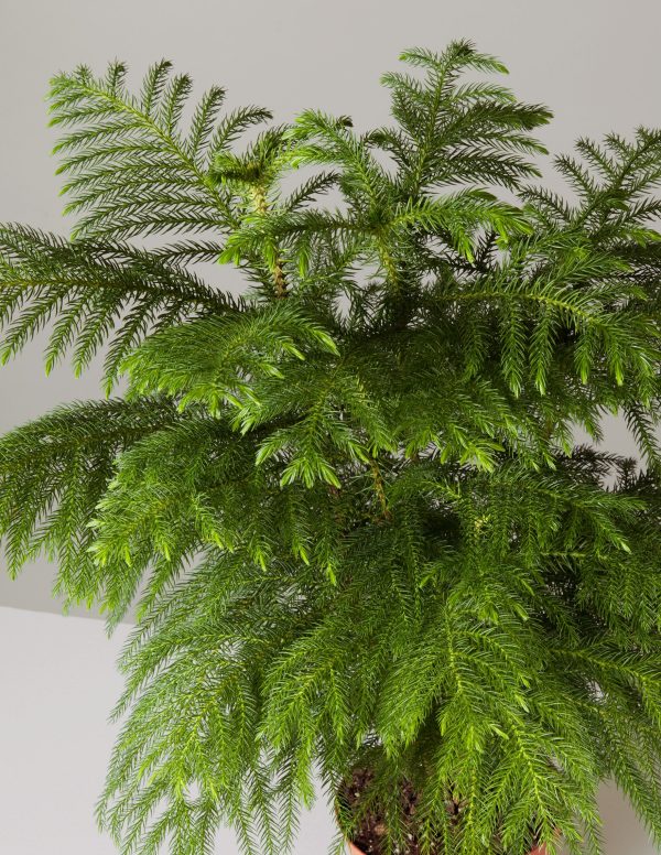 Norfolk Island Pine For Cheap