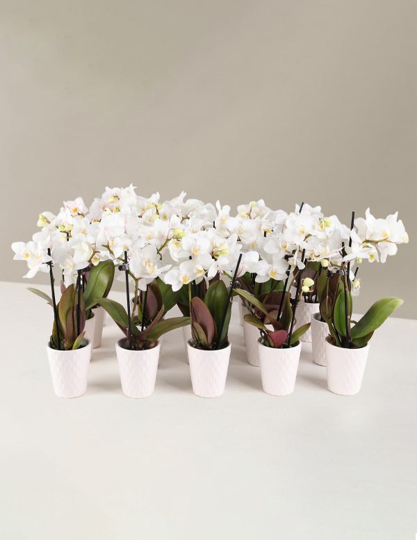 Orchid Party Pack, Set of 20 Discount