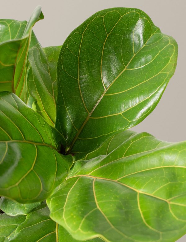 Fiddle Leaf Fig Online Sale