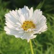 Flower, Fizzy White Cosmos Seeds For Cheap