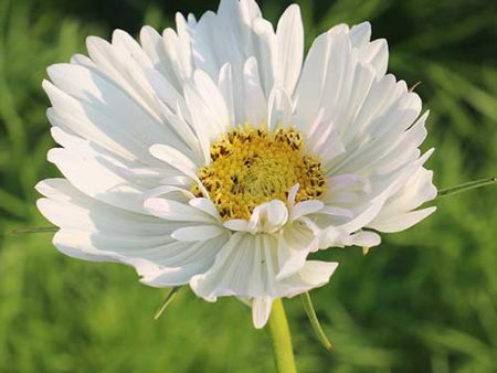 Flower, Fizzy White Cosmos Seeds For Cheap