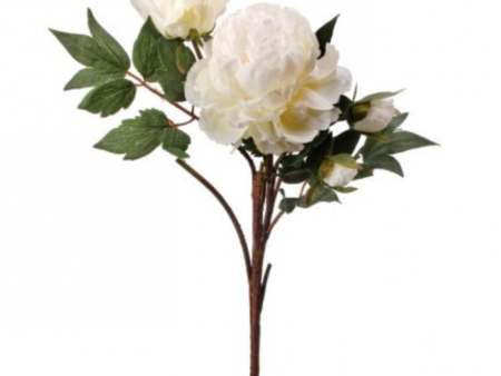 CREAM  PEONY STEM For Discount