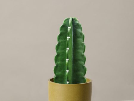 Cuddly Cactus For Cheap