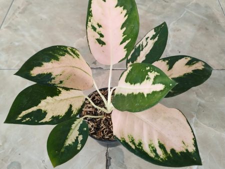 Aglaonema  Kochin Escada  variegated *Preorder* (6625P:3) For Discount