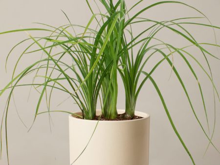 Ponytail Palm For Discount