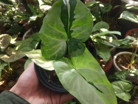 Syngonium  Green Beauty  Grower s Choice *Now In Stock* (5645P:G) Fashion