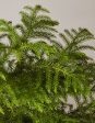 Norfolk Island Pine For Cheap