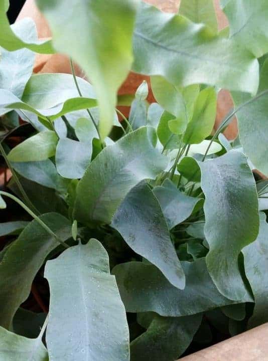 Phlebodium aureum  Blue Star Fern  Sale