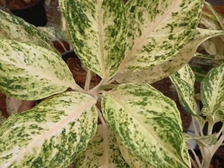 Aglaonema  Intan Ice Cream  *Preorder* (6619P:3) Supply