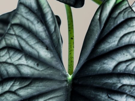 Alocasia Silver Nebula Cheap