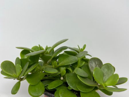 Senecio Jacobsenii  Trailing Jade  Discount