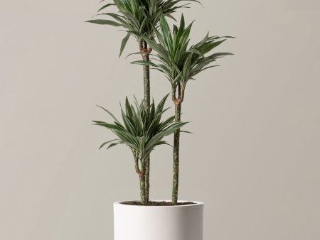 Large Dracaena Warneckii Online Hot Sale