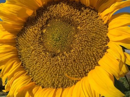 Sunflower, Titan Organic Seeds Online