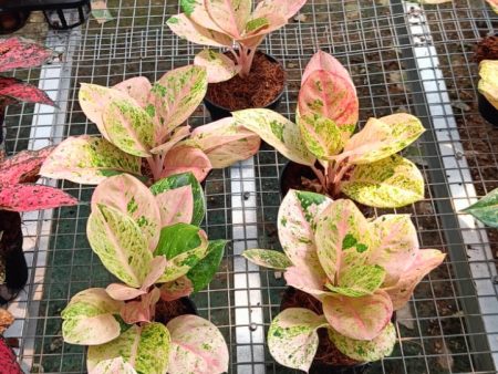 Aglaonema  Emerald Pink  variegated *Preorder* (6624P:G) Hot on Sale