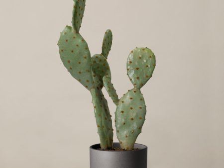 Faux Cactus Online