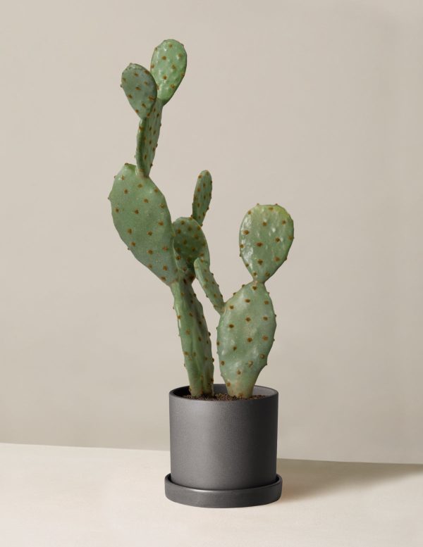 Faux Cactus Online