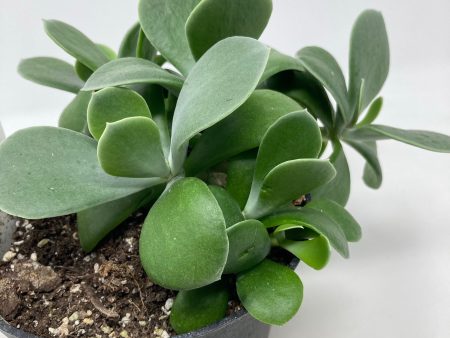 Cotyledon Orbiculata   Silver Dollar  on Sale