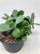 Cotyledon Orbiculata   Silver Dollar  on Sale